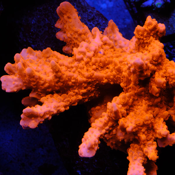 Montipora Setosa – Underwater Wonders