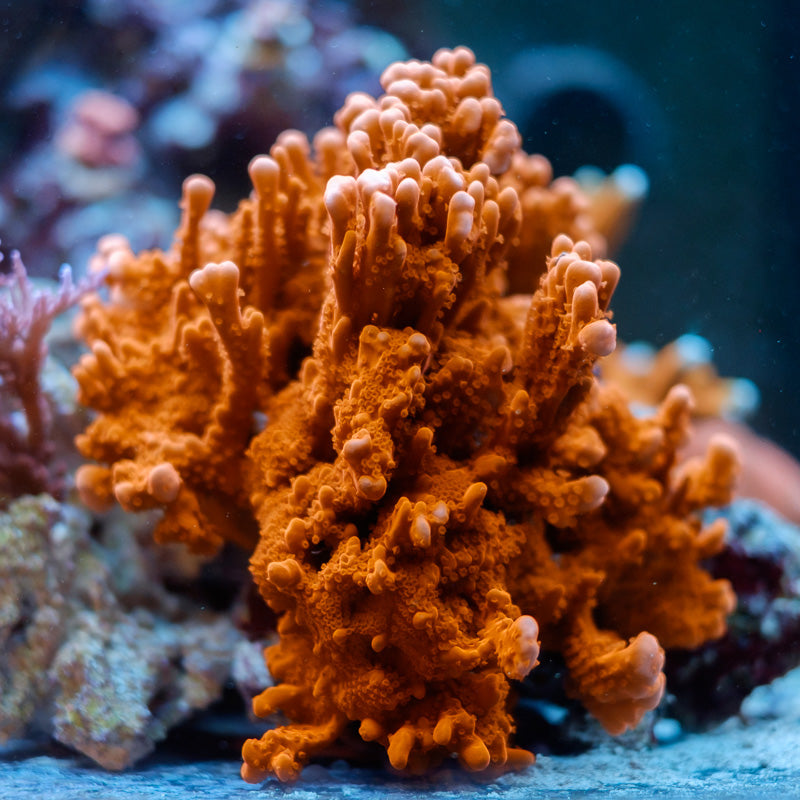 Montipora Setosa