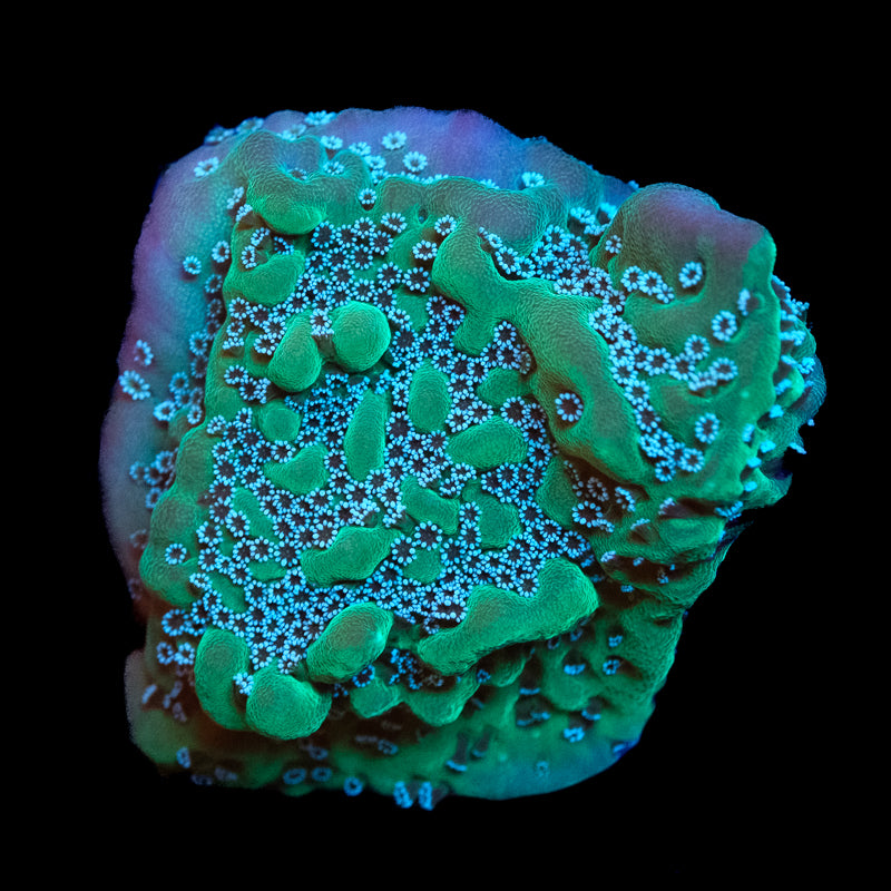 Montipora True Undata