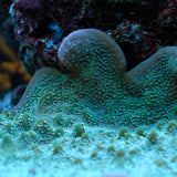 Montipora True Undata