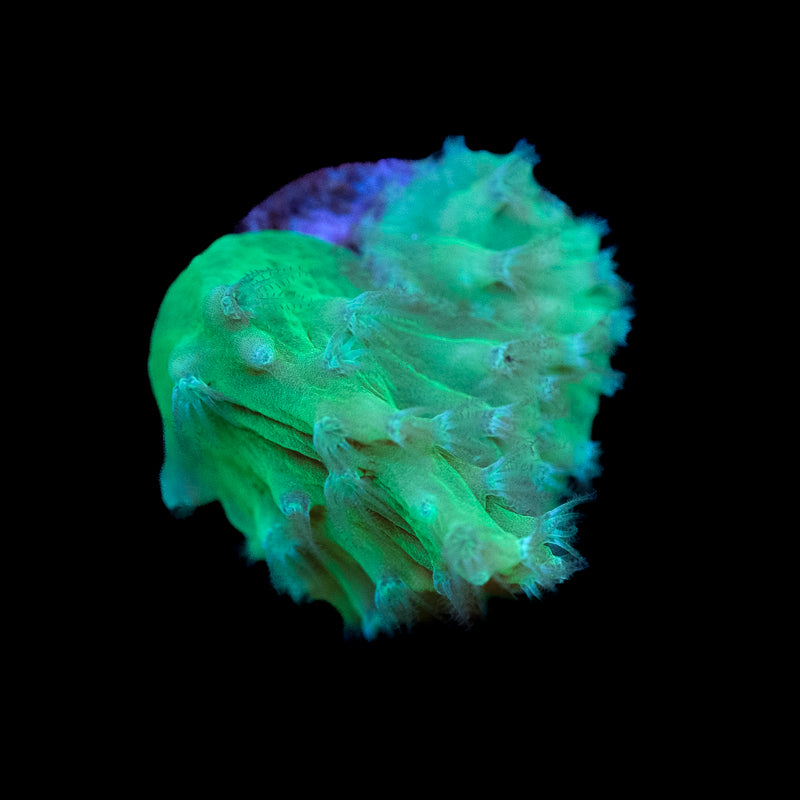 Neon Cabbage Leather