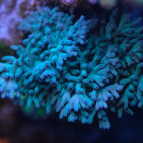 ORA Hawkins Echinata Acropora