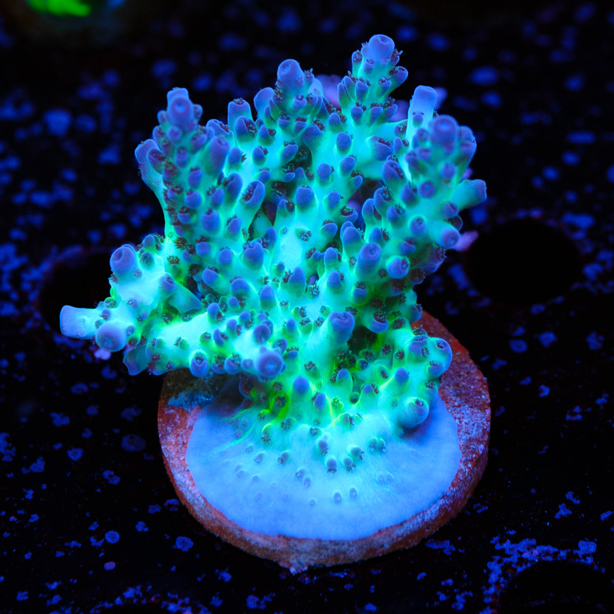 ORA Pearlberry Acropora WYSIWYG - Q2