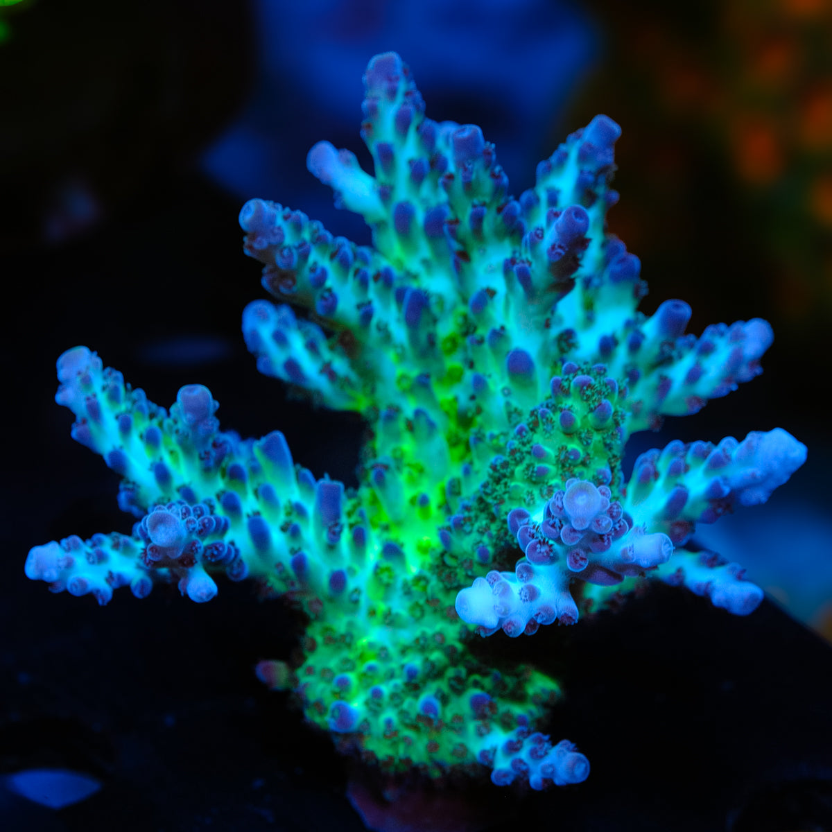 ORA Pearlberry Acropora WYSIWYG -  Z2