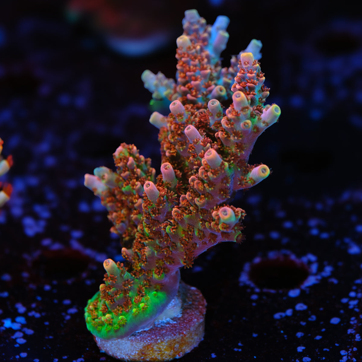 ORA Red Planet Acropora WYSIWYG - G2