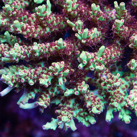 ORA Strawberry Shortcake Acropora