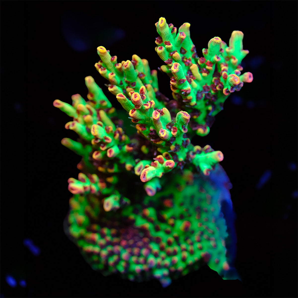 ORA Strawberry Shortcake Acropora WYSIWYG - B2