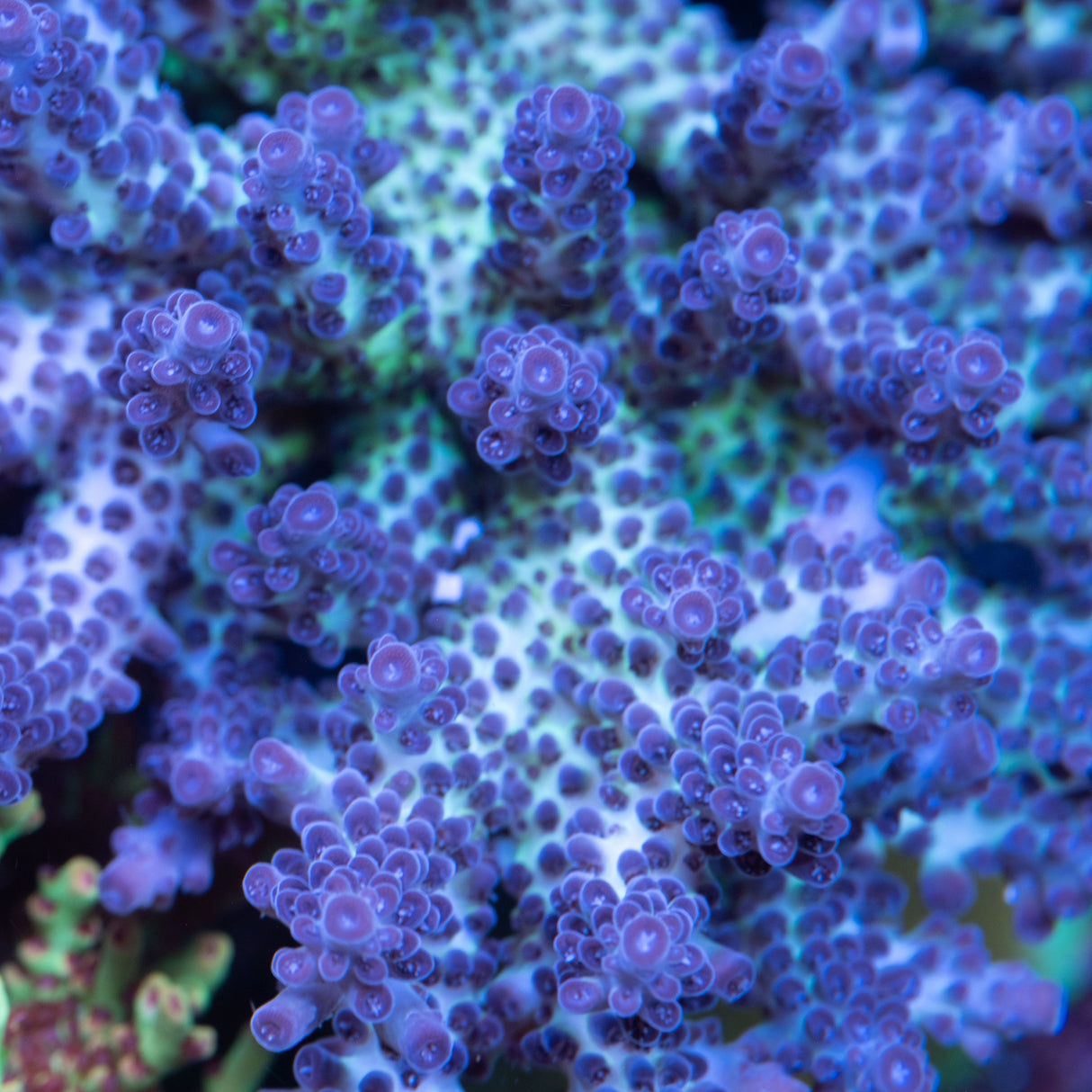 ORA Pearlberry Acropora