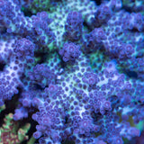 ORA Pearlberry Acropora