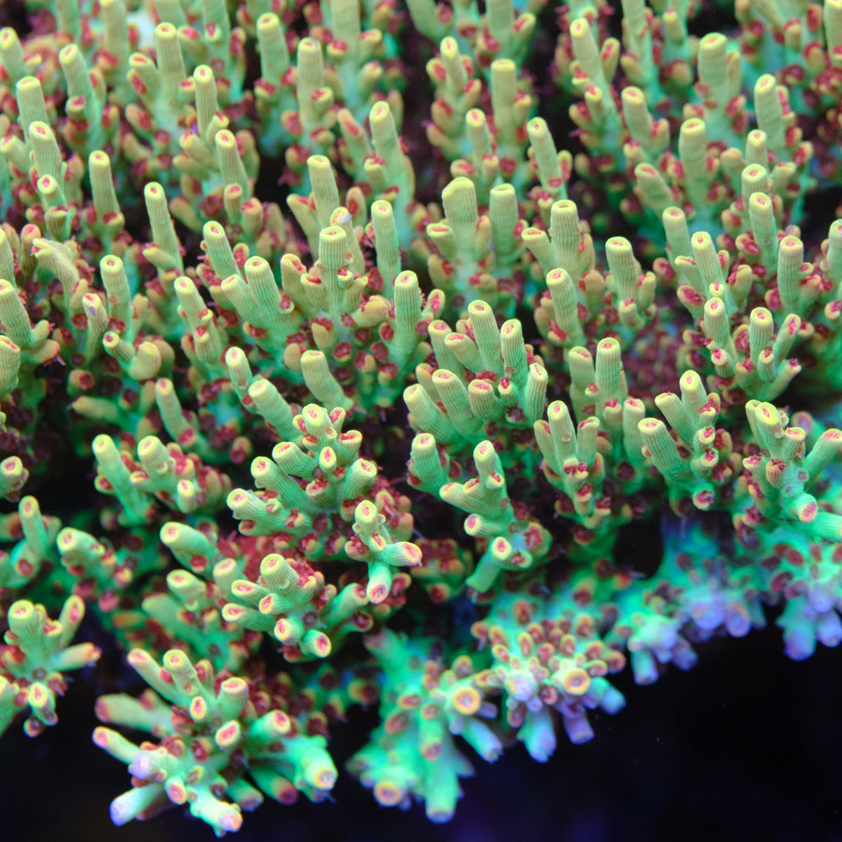 ORA Strawberry Shortcake Acropora – Underwater Wonders