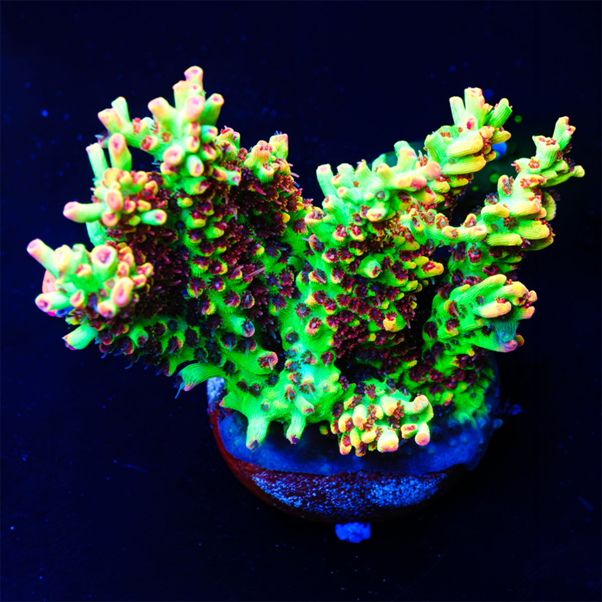 ORA Strawberry Shortcake Acropora WYSIWYG - Q2-4
