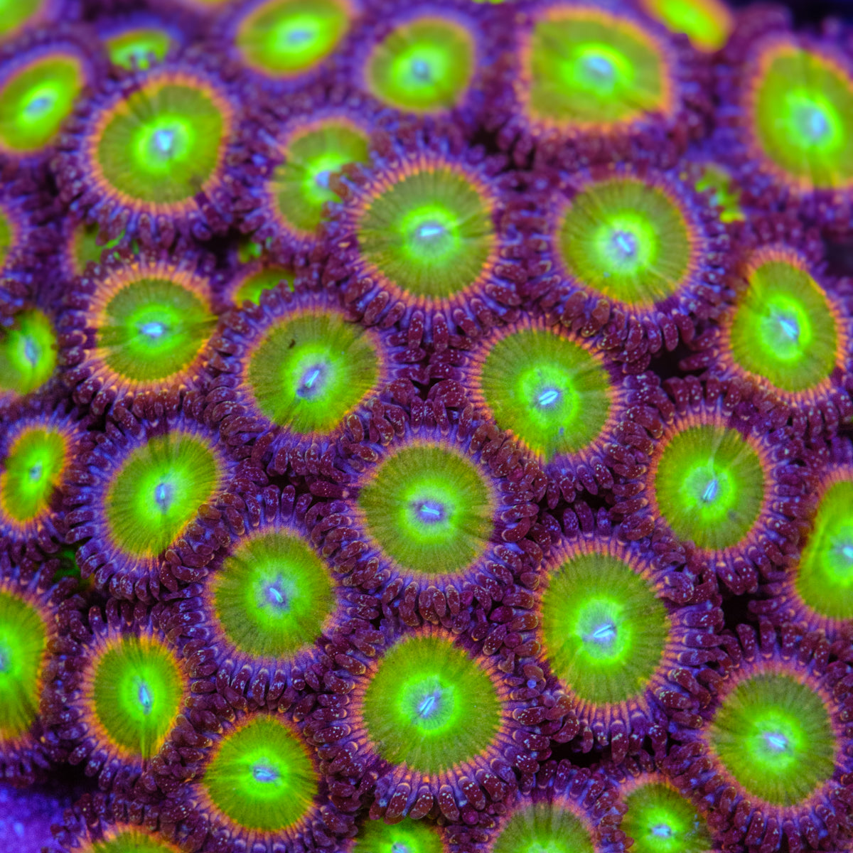 Orange Rainbow Zoanthids