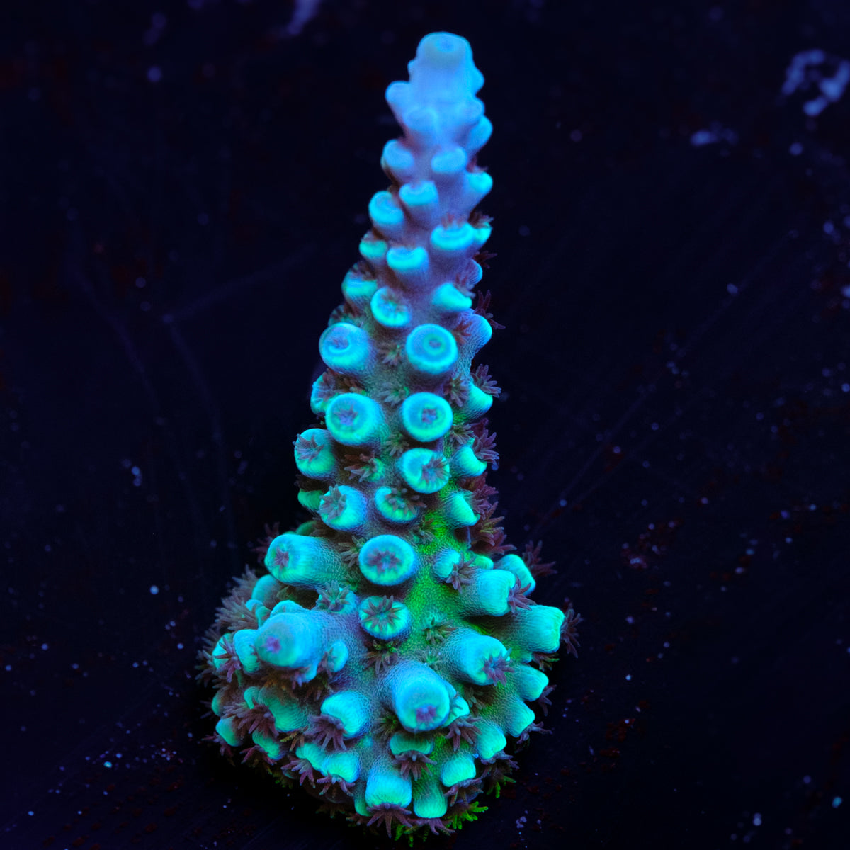 Oregon Tort Acropora WYSIWYG - D2-4