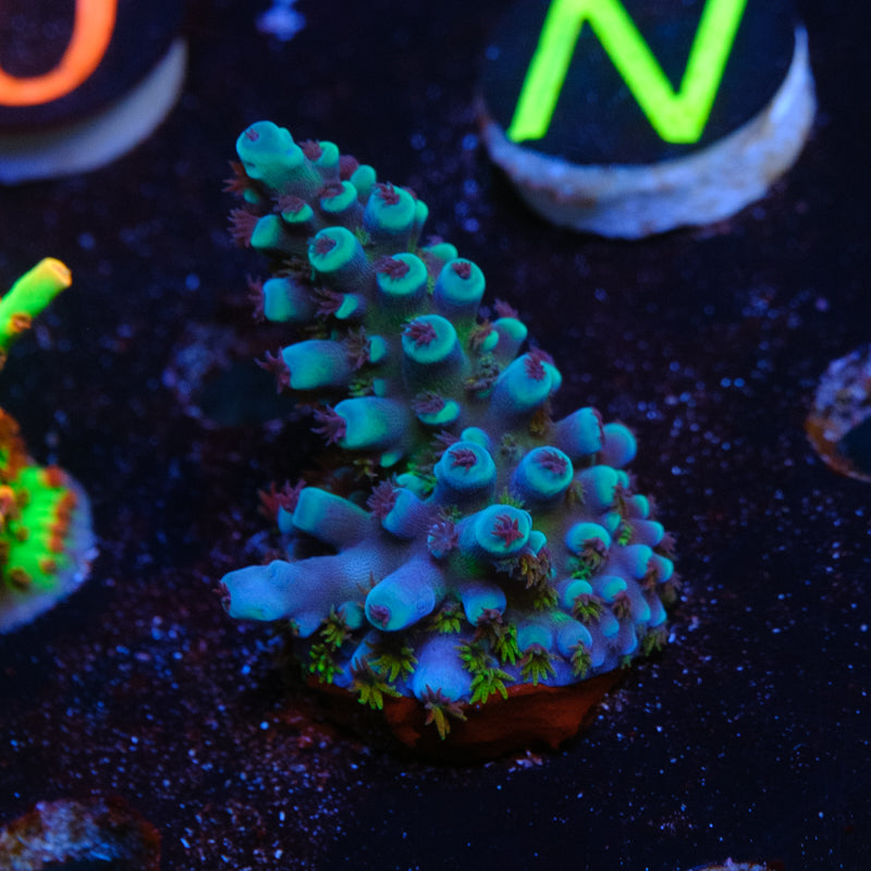 Oregon Tort Acropora WYSIWYG - N4