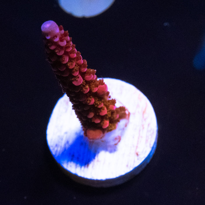 PC Rainbow Acropora