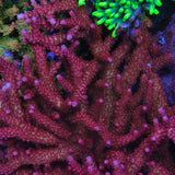 PC Rainbow Acropora