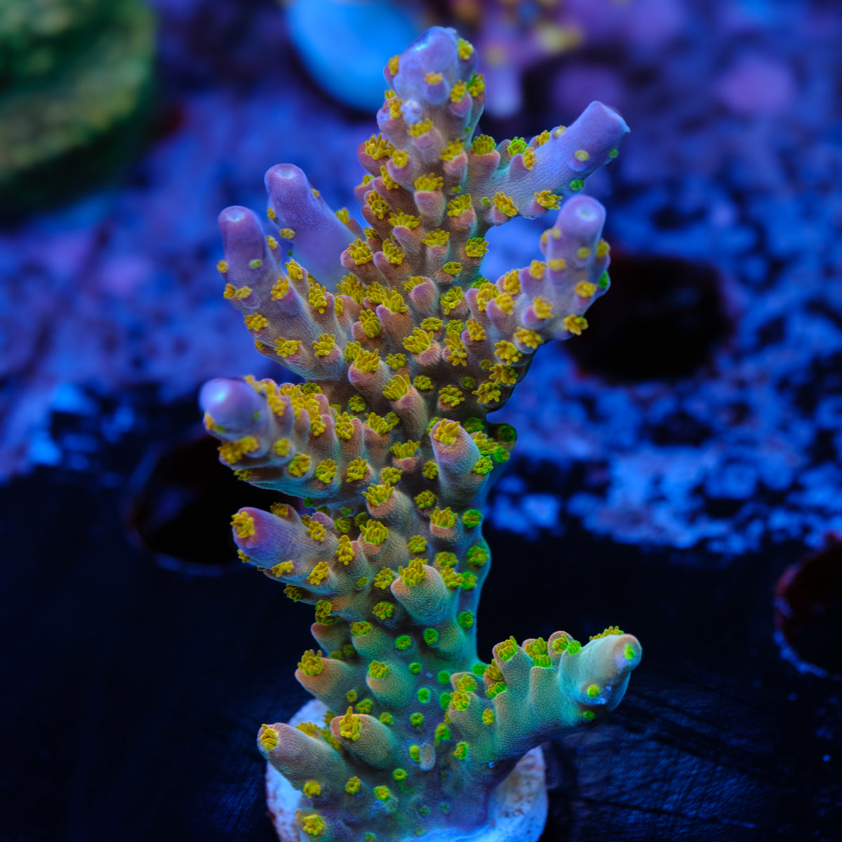 POTO Afterburner Acropora WYSIWYG - P2