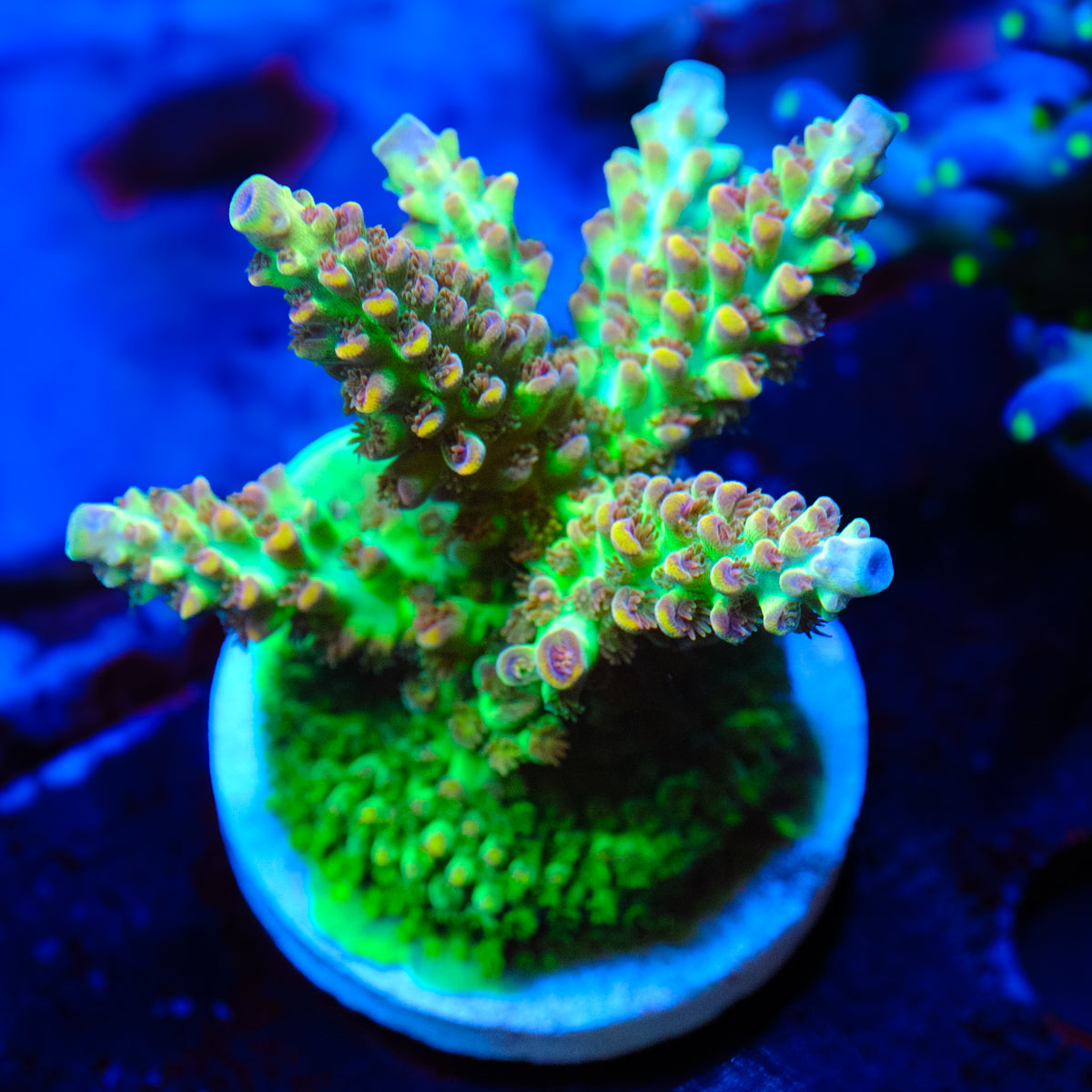 POTO Alice in Wonderland Acropora WYSIWYG - S1