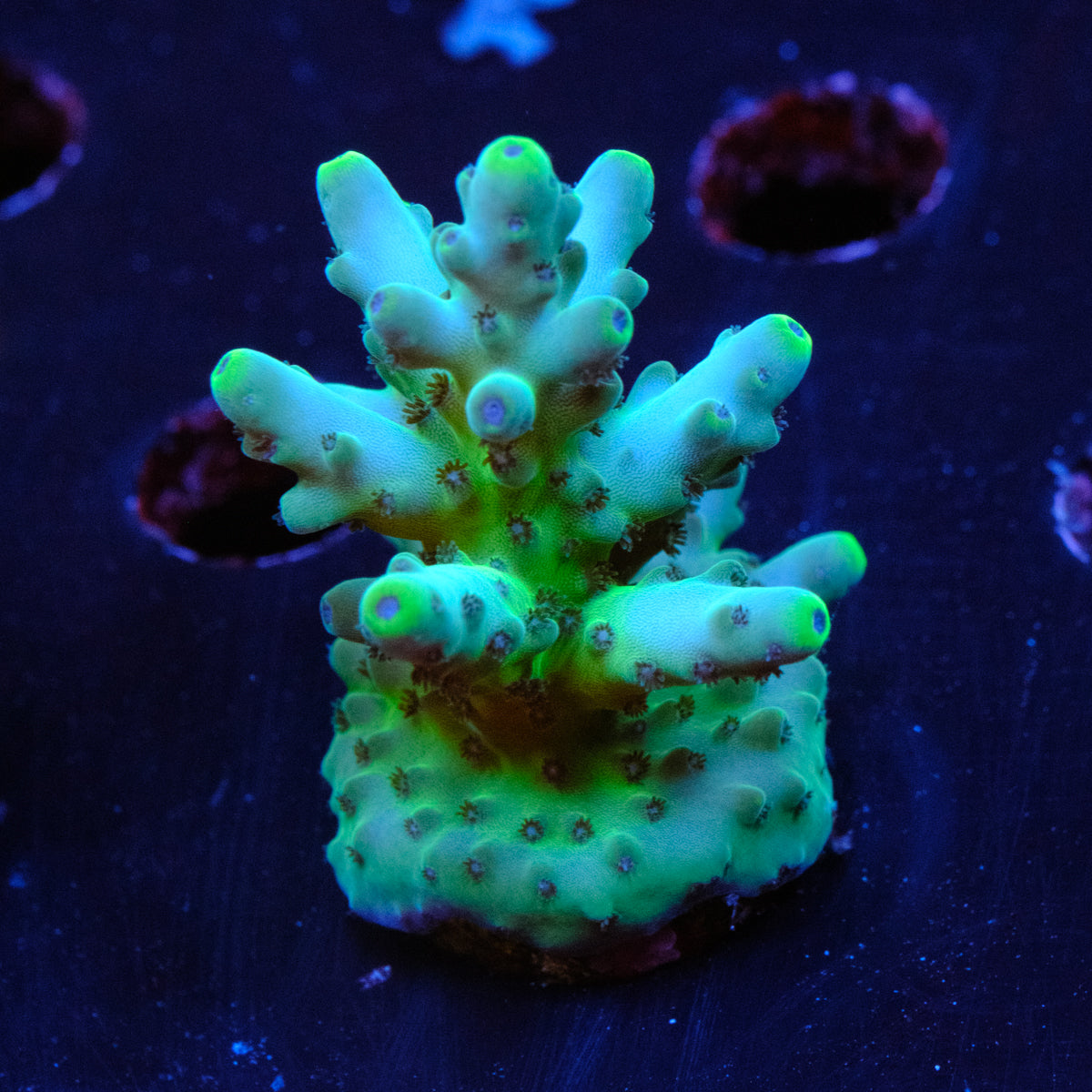 POTO Blue Thunder Acropora WYSIWYG - O2