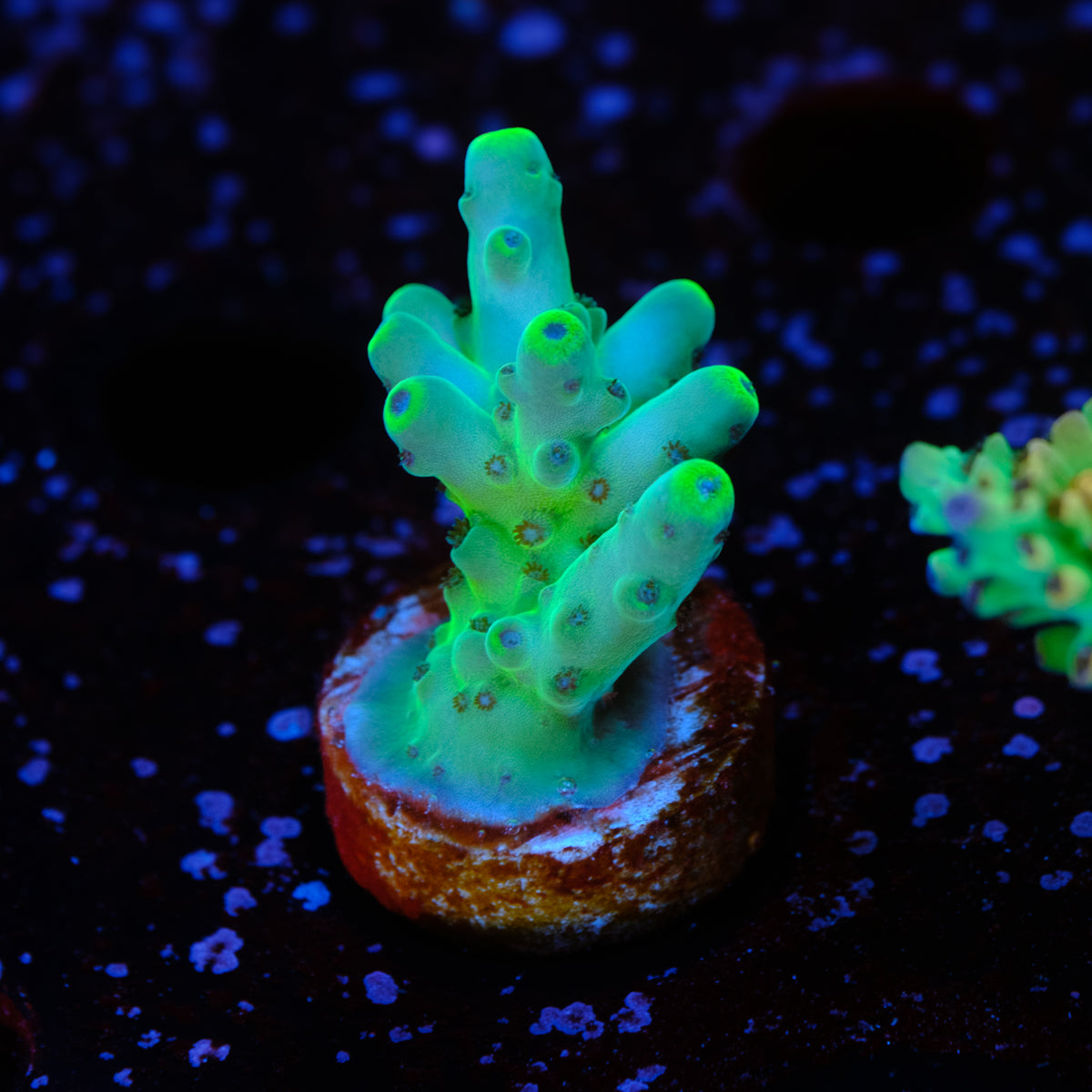 POTO Blue Thunder Acropora WYSIWYG - H2