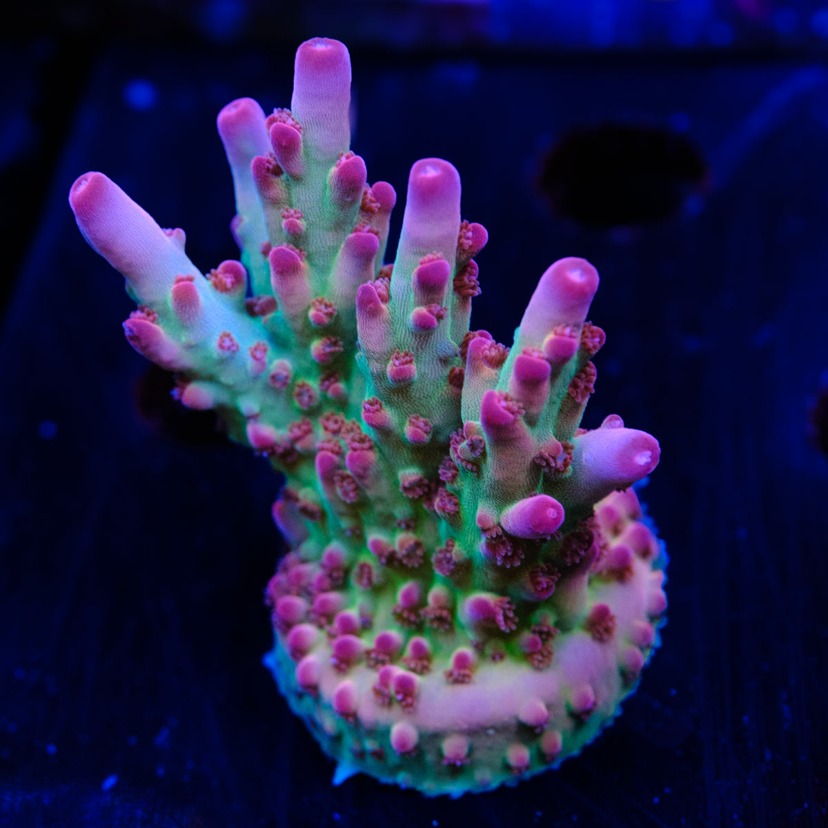 POTO Dragon Blood Acropora WYSIWYG - P2