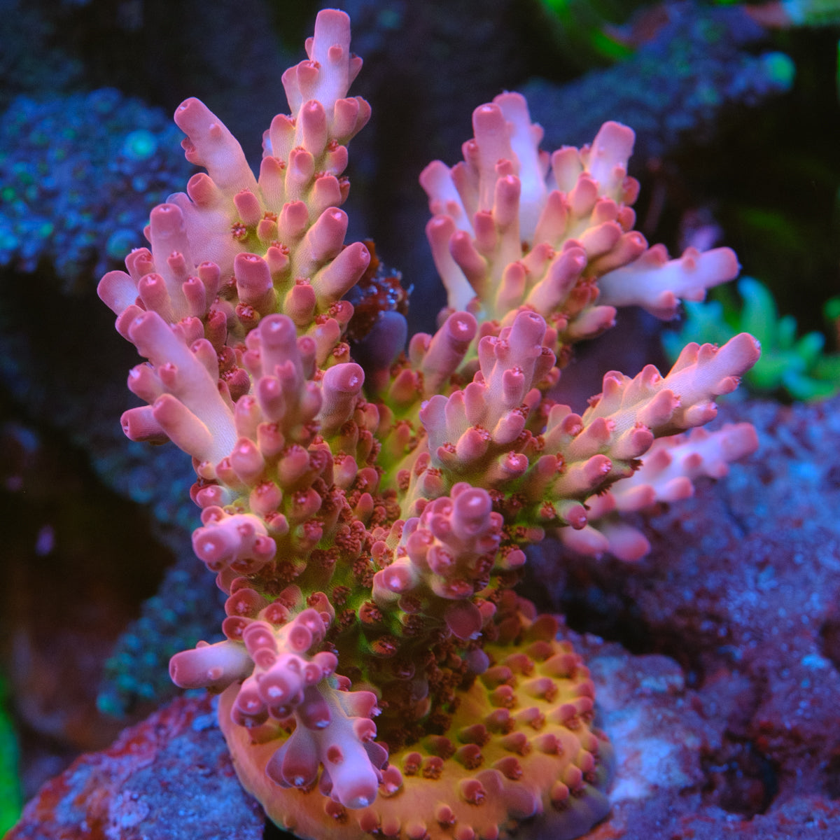 POTO Dragon Blood Acropora