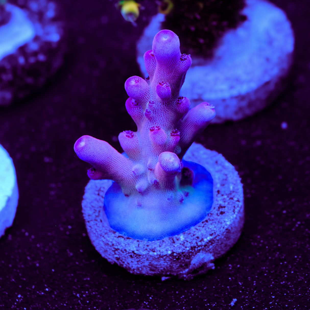 POTO Dragon Blood Acropora WYSIWYG - L2