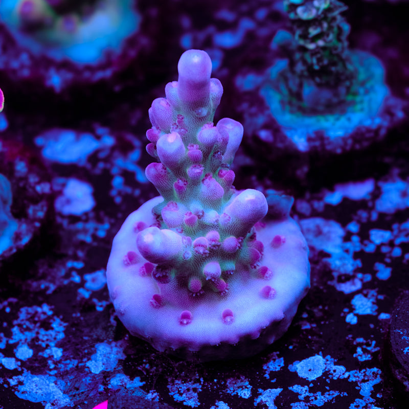 POTO Dragon Blood Acropora WYSIWYG - L2