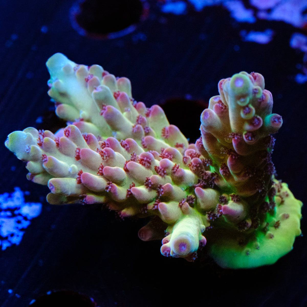 POTO Enigma Acropora WYSIWYG - Y2