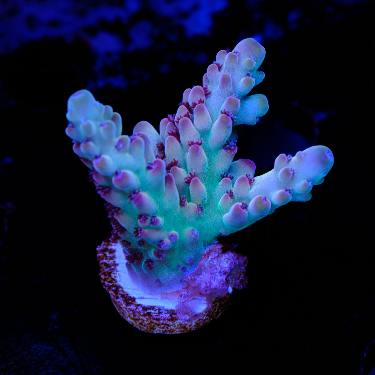 POTO Enigma Acropora WYSIWYG - Y2