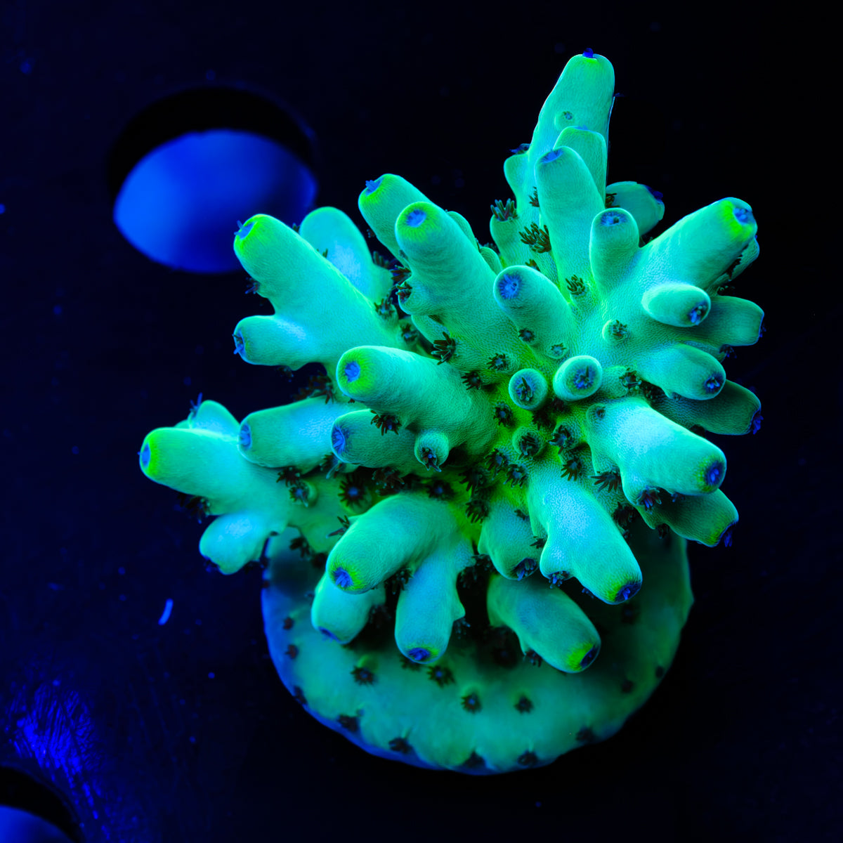 POTO Blue Thunder Acropora WYSIWYG - P2-4