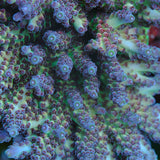 POTO Enigma Acropora