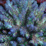 POTO Enigma Acropora