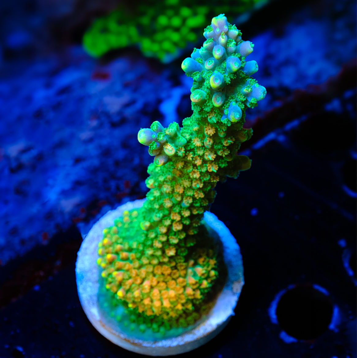 PR Fruity Pebbles Acropora WYSIWYG - U1