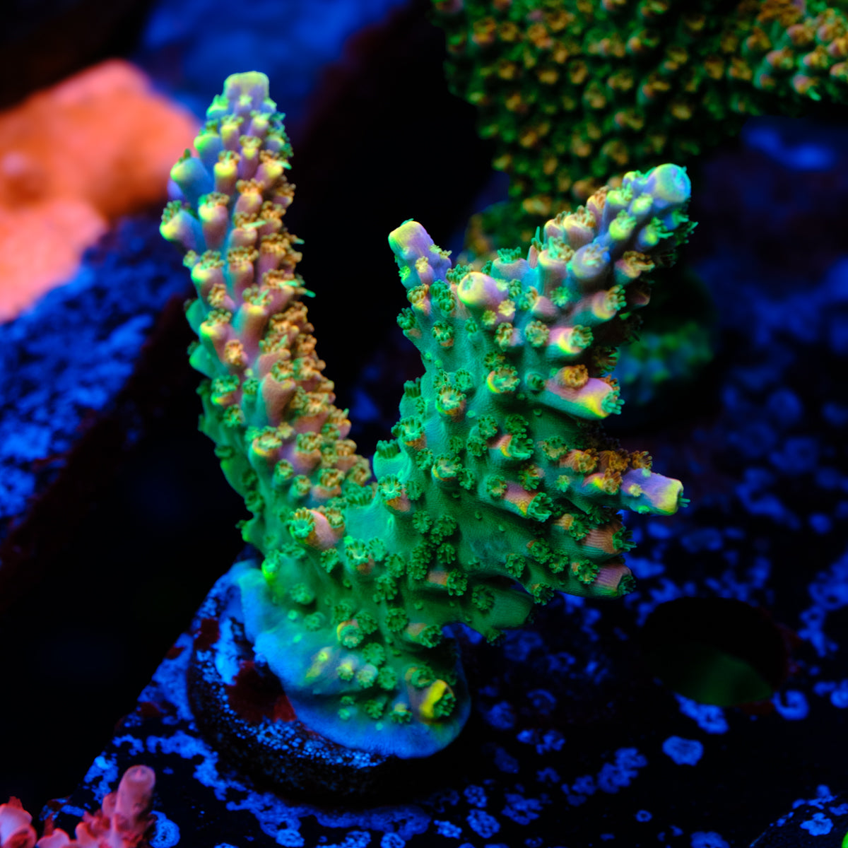 PR Fruity Pebbles Acropora WYSIWYG - S1