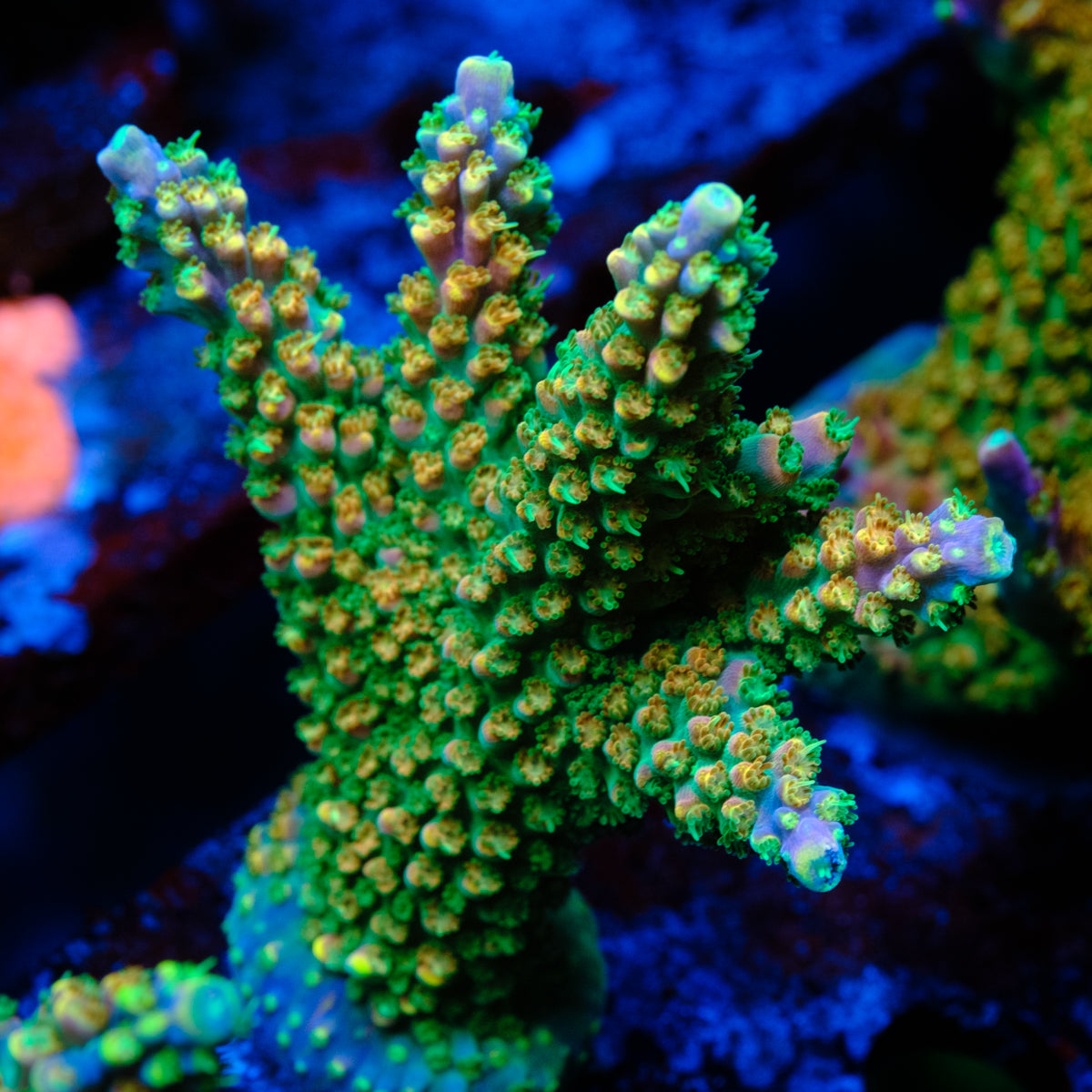 PR Fruity Pebbles Acropora WYSIWYG - T1