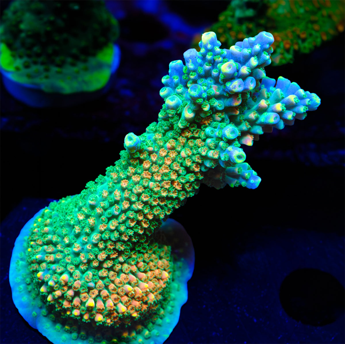 PR Fruity Pebbles Acropora WYSIWYG - U1