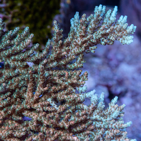 Pink & Teal Table Acropora