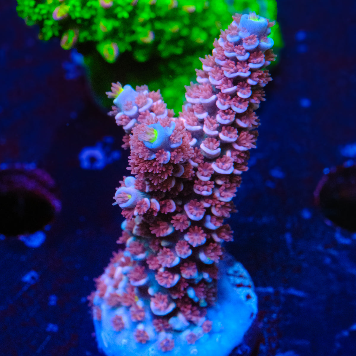 RRC Angry Birds Acropora WYSIWYG - R4