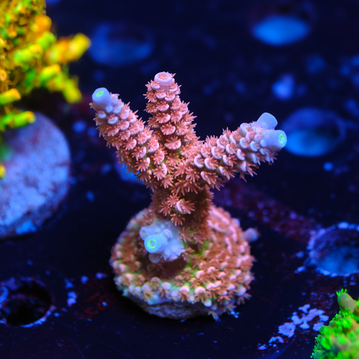 RRC Angry Birds Acropora WYSIWYG C2-4