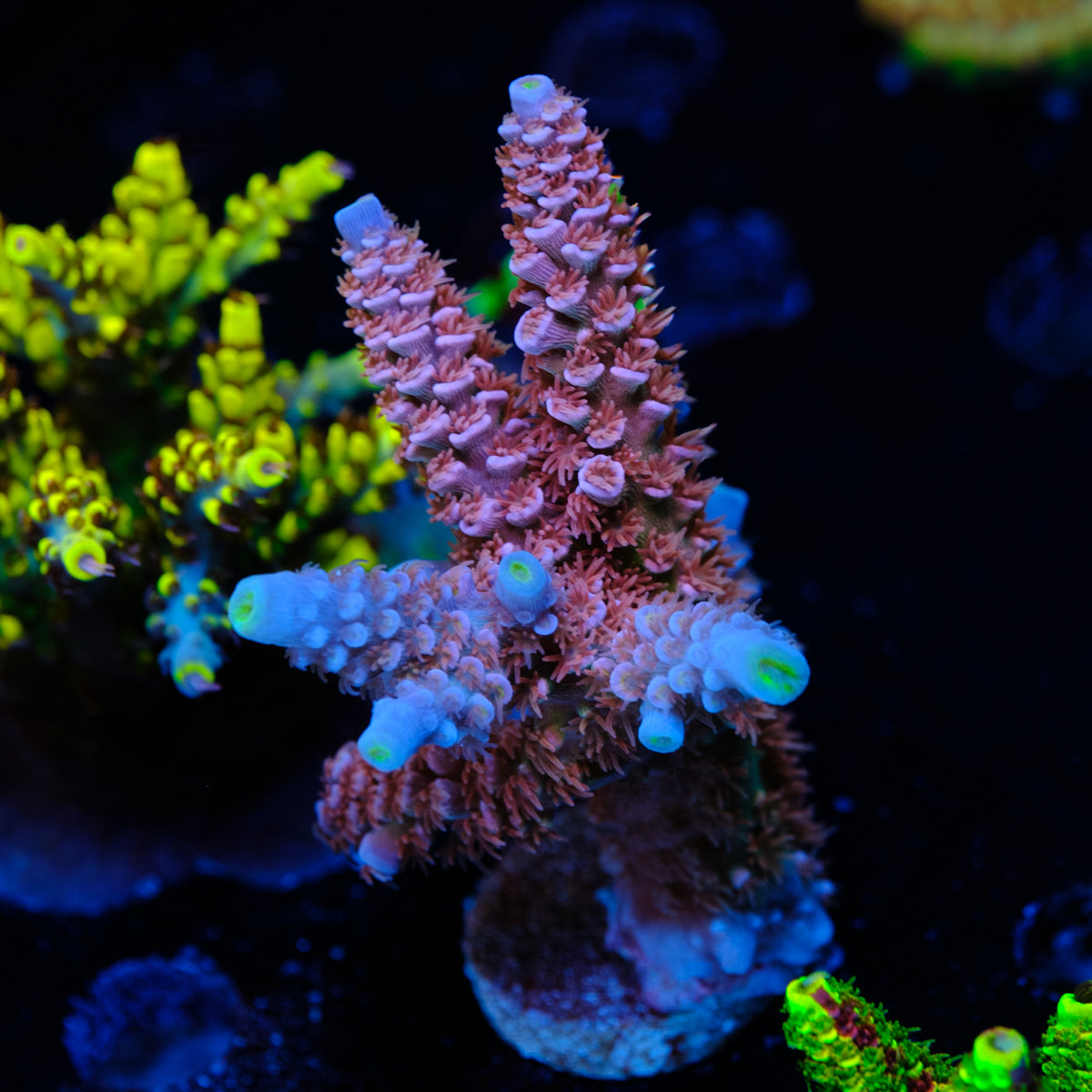 RRC Angry Birds Acropora Tenuis WYSIWYG - F4