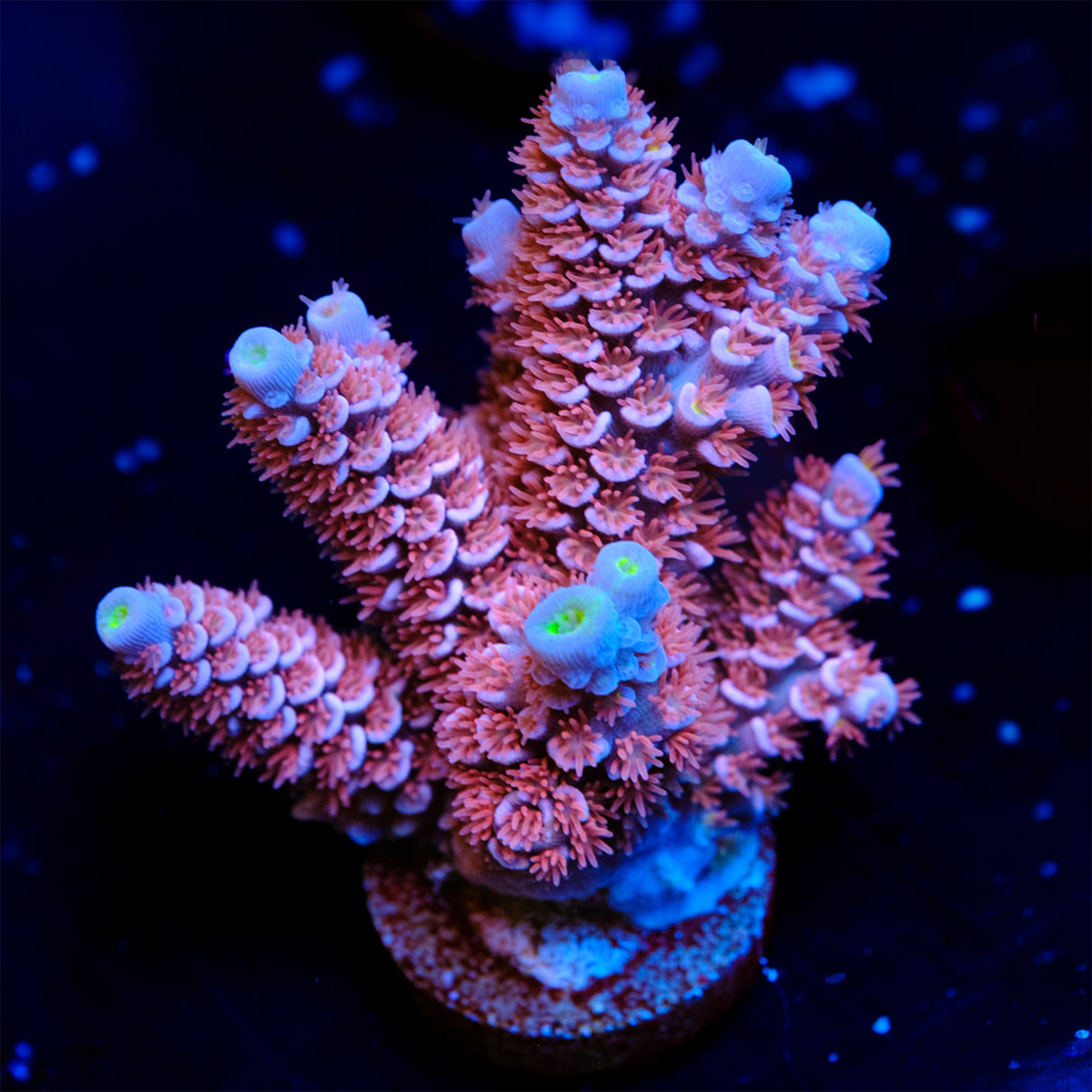 RRC Angry Birds Acropora WYSIWYG - N2-4