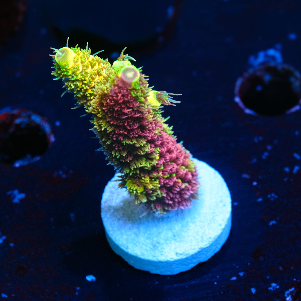 RRC Rainbow Splice Millepora WYSIWYG - E4