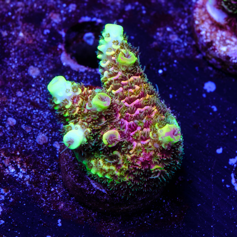 RRC Rainbow Splice WYSIWYG - Q4