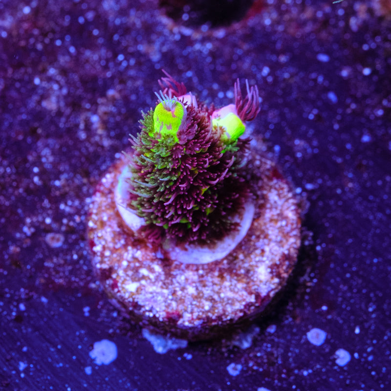 RRC Rainbow Splice WYSIWYG - R4