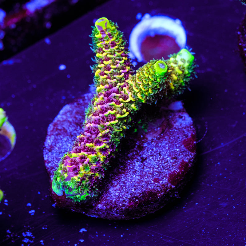 RRC Rainbow Splice WYSIWYG - C4