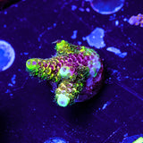 RRC Rainbow Splice WYSIWYG - F4