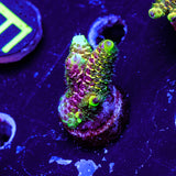 RRC Rainbow Splice WYSIWYG - F4