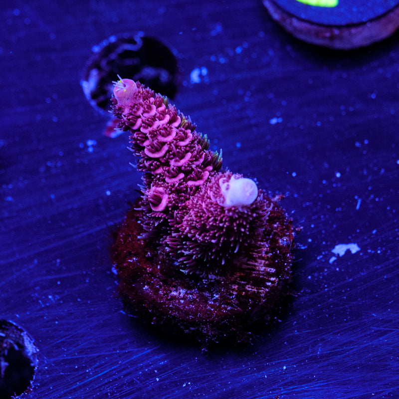 RRC Rainbow Splice WYSIWYG - ALL RED - K4