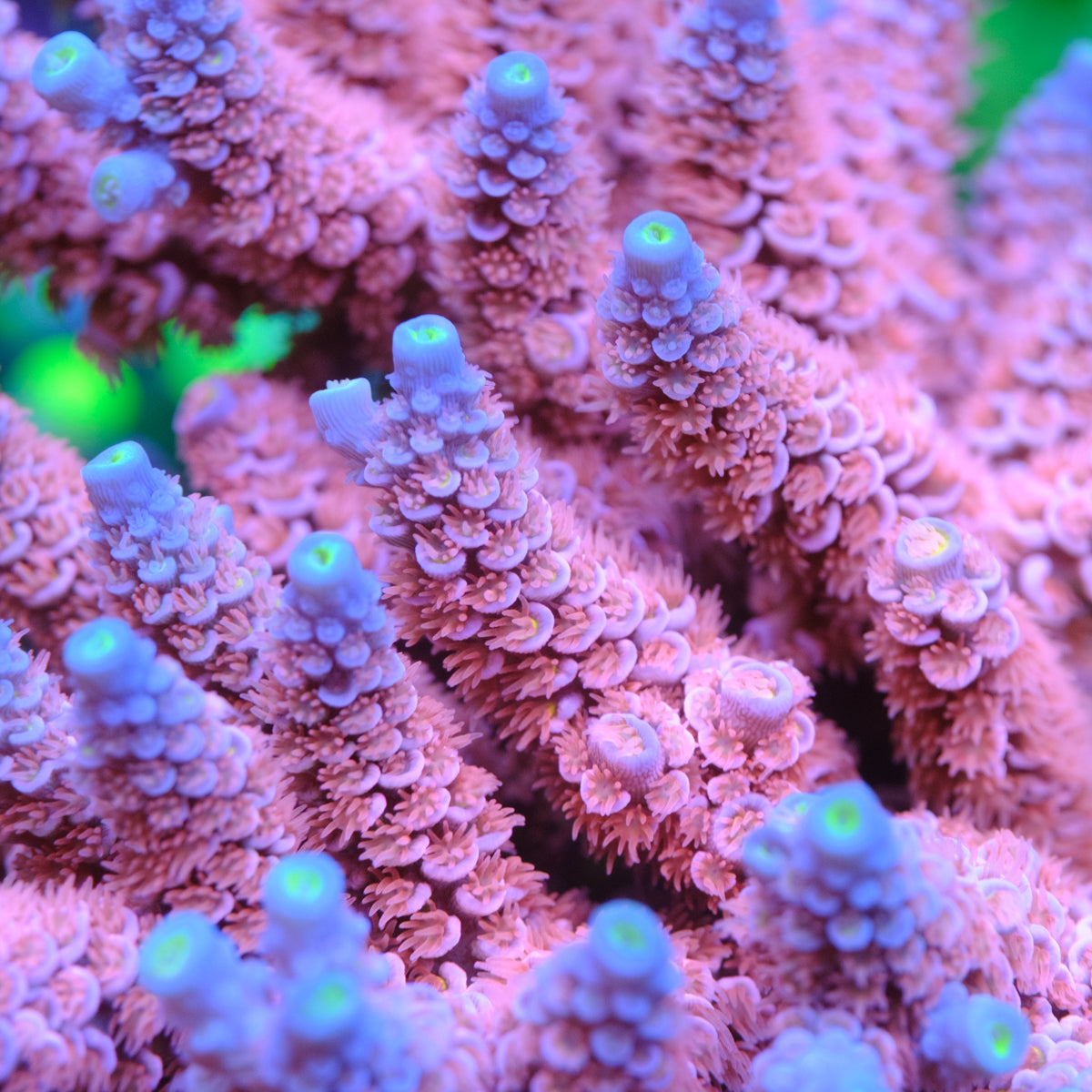 RRC Angry Birds Acropora Tenuis